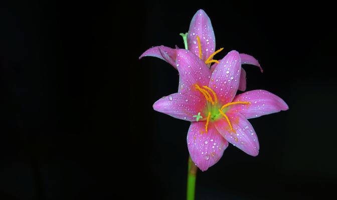 百合花的寓意是什么？如何正确解读百合的象征意义？