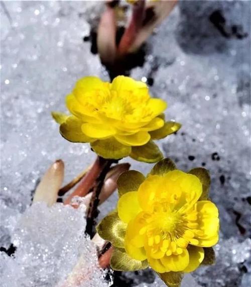 冰凌花象征着什么？冰凌花的寓意有哪些常见问题解答？