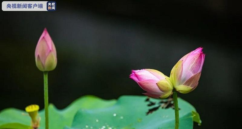 并蒂莲象征着什么？并蒂莲的寓意和文化内涵是什么？