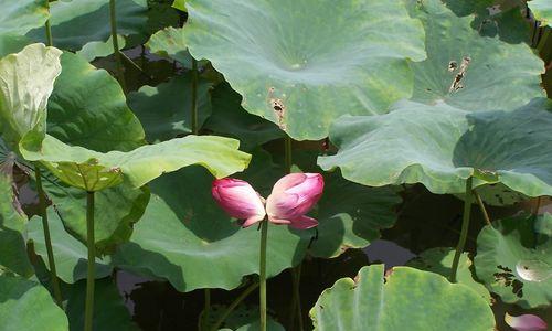 并蒂莲花语是什么意思？并蒂莲花语的寓意有哪些？