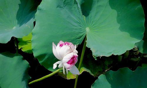 并蒂莲花的寓意是什么？并蒂莲花象征着什么？