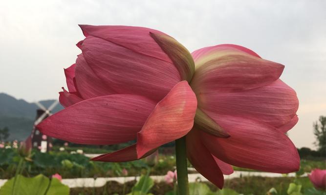 并蒂莲花的寓意是什么？并蒂莲花象征着什么？