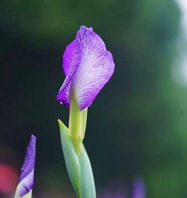 菖蒲的花语是什么？菖蒲的文化背景有哪些？