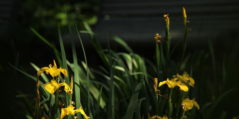 菖蒲花花语是什么？如何用菖蒲花表达情感？