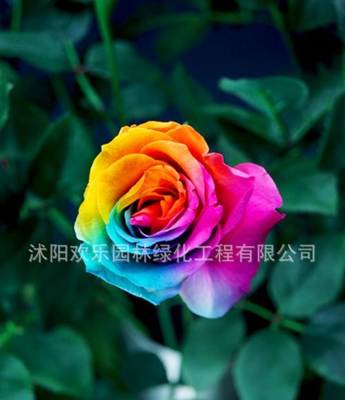 常见玫瑰花品种花语是什么？如何选择适合的玫瑰花表达情感？