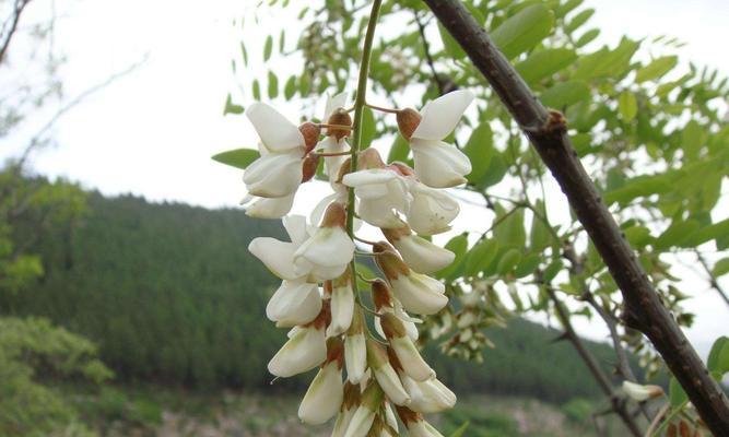 刺槐花语是什么意思？刺槐花代表了哪些情感表达？