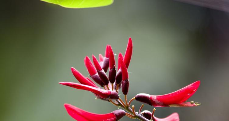 刺桐花的花语是什么？刺桐花的象征意义有哪些？