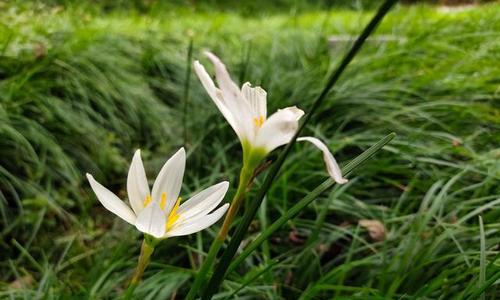 葱兰的花语是什么？葱兰的花语有哪些含义？