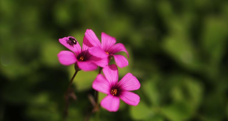 春天的花朵有哪些？如何识别春天的代表性花卉？