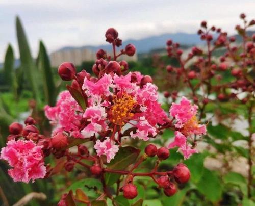 代表一生挚爱的花有哪些？这些花卉的花语是什么？