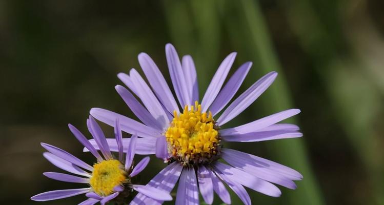 代表友情的花语是什么？如何用花表达友情？