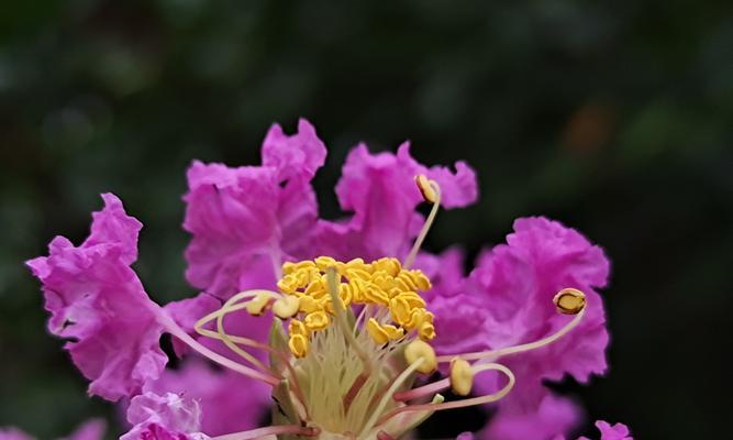 哪些花象征友情？代表友谊的花有哪些？