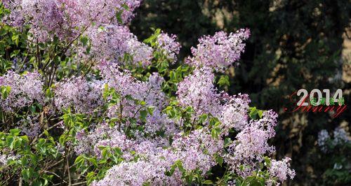 丁香花代表什么？丁香的花语有哪些含义？