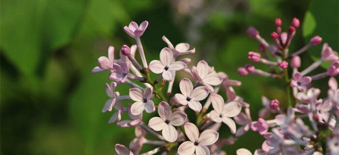 丁香花代表什么含义？丁香的花语有哪些常见问题解答？