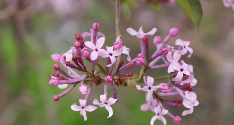 丁香花的花语是什么？如何用丁香花表达情感？