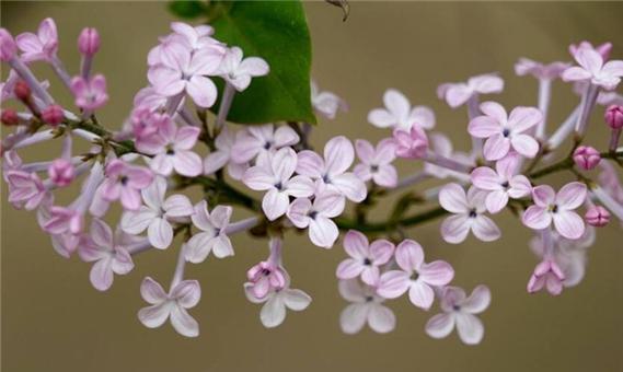 丁香花象征着什么？丁香花花语有哪些含义？