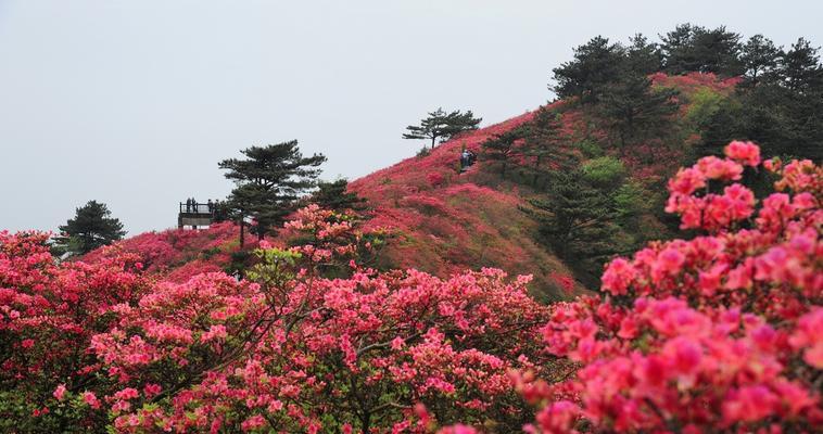 杜鹃花代表什么？杜鹃花的寓意和象征有哪些？