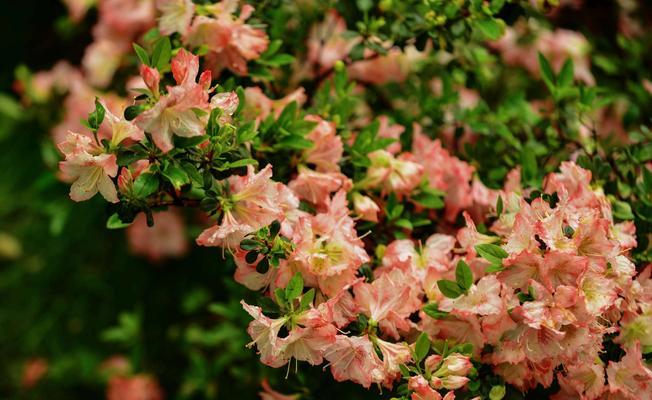 杜鹃花的花语是什么？杜鹃花代表的含义有哪些？