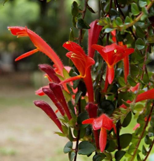 多年生植物代表什么意思？如何区分一年生和多年生植物？