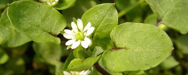 繁缕花的花语是什么？它代表了哪些意义？