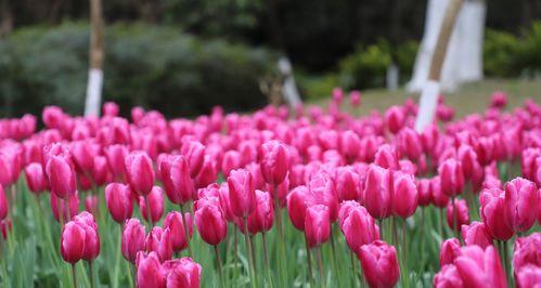 粉色郁金香的花语是什么？粉色郁金香代表了哪些情感表达？