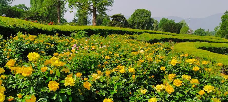 丰花月季花语有哪些含义？