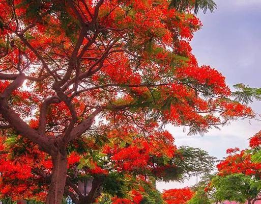 枫叶的花语是什么？如何表达秋天的浪漫情怀？