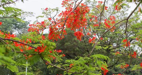 凤凰花象征什么？它的花语和文化意义是什么？