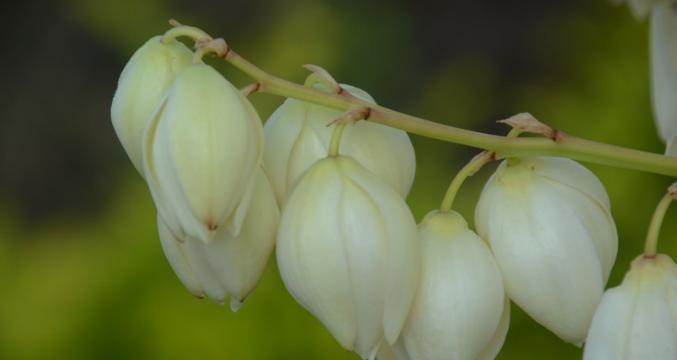 凤尾花代表什么含义？如何正确解读凤尾花的象征意义？