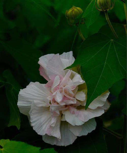 芙蓉花的花语是什么？芙蓉花寓意有哪些常见问题？