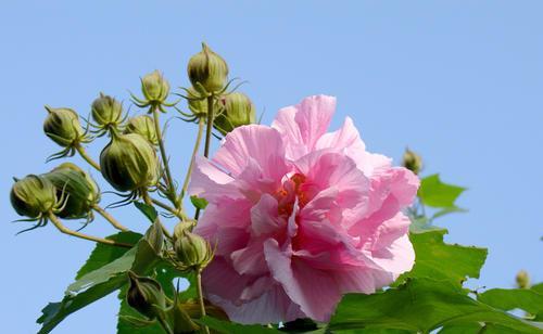 芙蓉花象征什么？芙蓉花的花语和文化意义是什么？