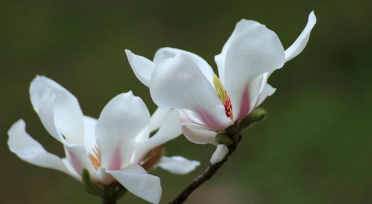 芙蓉树花语是什么？如何用芙蓉树表达情感？