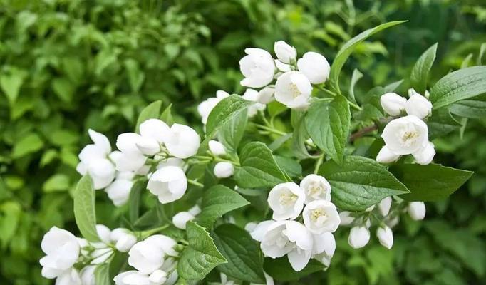 芙蓉树花语是什么？如何用芙蓉树表达情感？