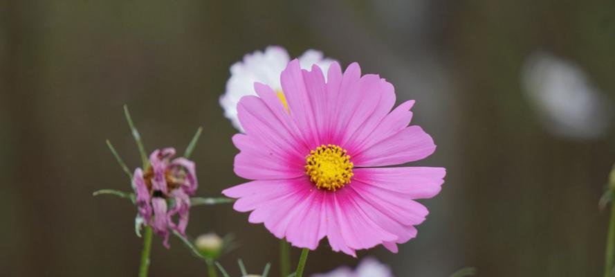 格桑花的花语是什么？它的象征意义有哪些？