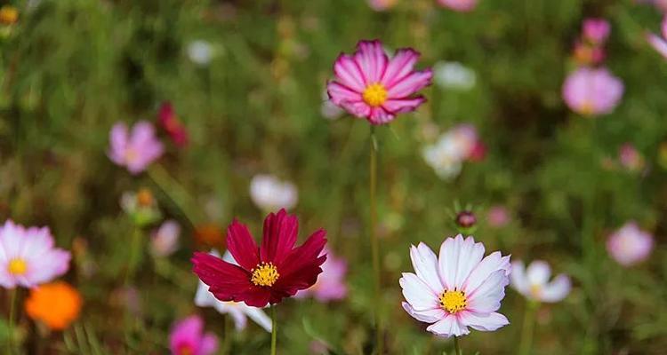 格桑花的花语是什么？它的象征意义有哪些？