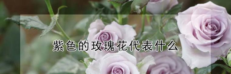 各色玫瑰花的寓意和花语是什么？如何选择合适的玫瑰表达情感？