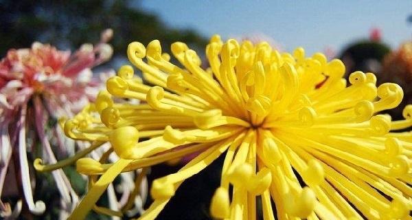 各种菊花的花语是什么？菊花的寓意有哪些常见问题？