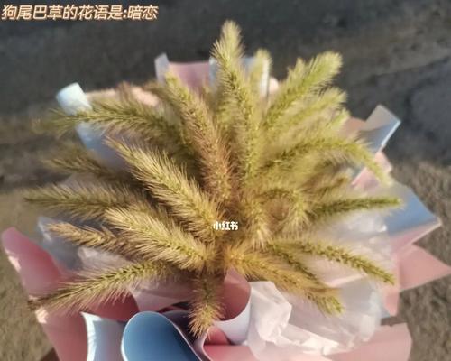 狗尾巴花的花语有哪些含义？