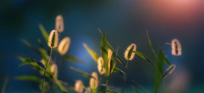 狗尾巴花的花语有哪些含义？