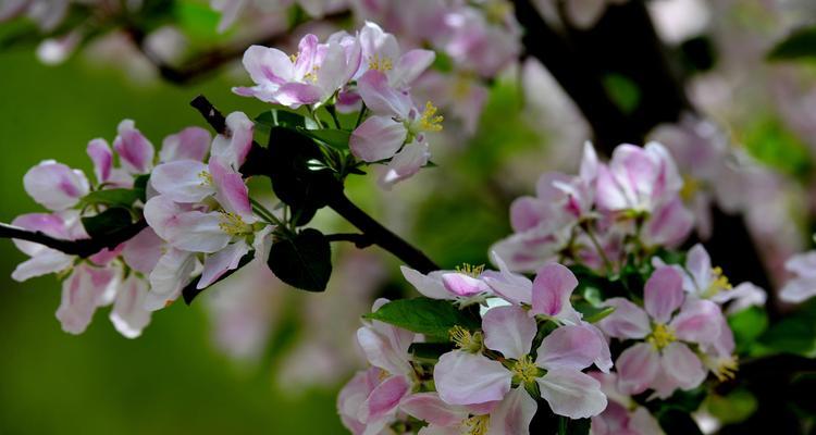 海棠花花语是什么？它寓意着什么？