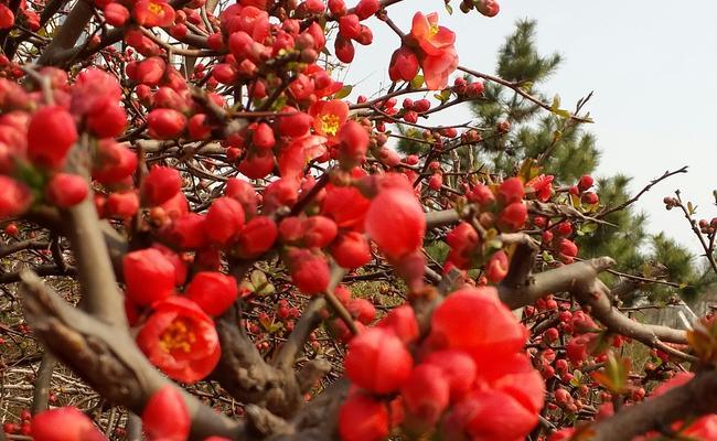 海棠花开代表什么寓意？如何理解海棠花的象征意义？