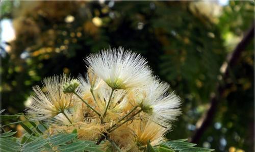 合欢花花语是什么？如何用合欢花表达爱意？