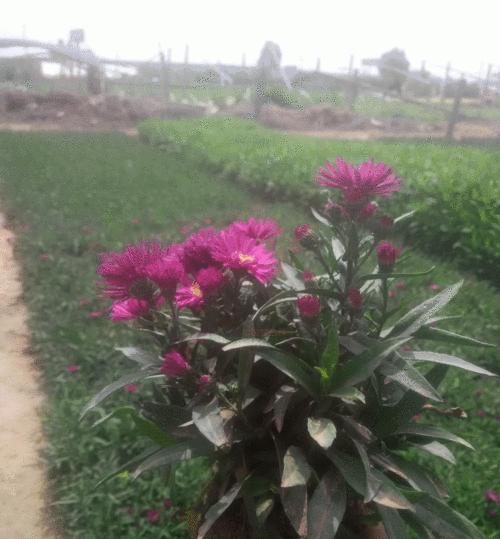 荷兰菊花语是什么？如何正确解读荷兰菊花的花语含义？