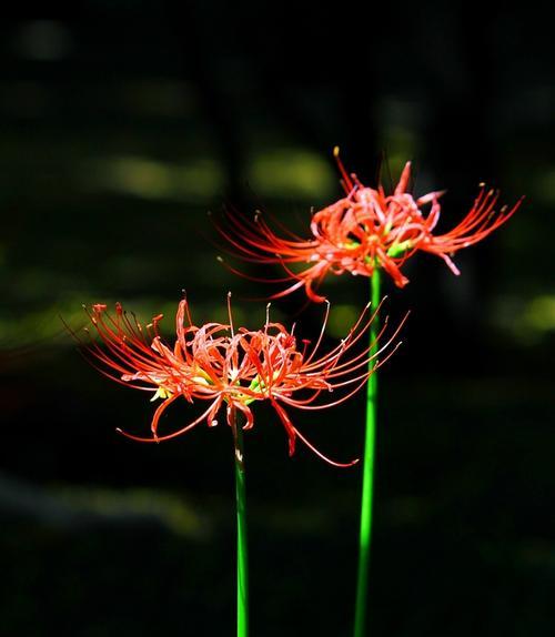 黑色彼岸花图片有哪些？它的花语是什么意思？