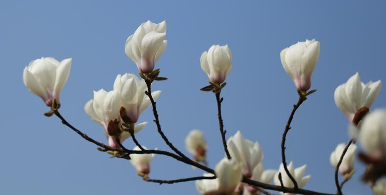 红玉兰花花语是什么？如何用红玉兰花表达情感？