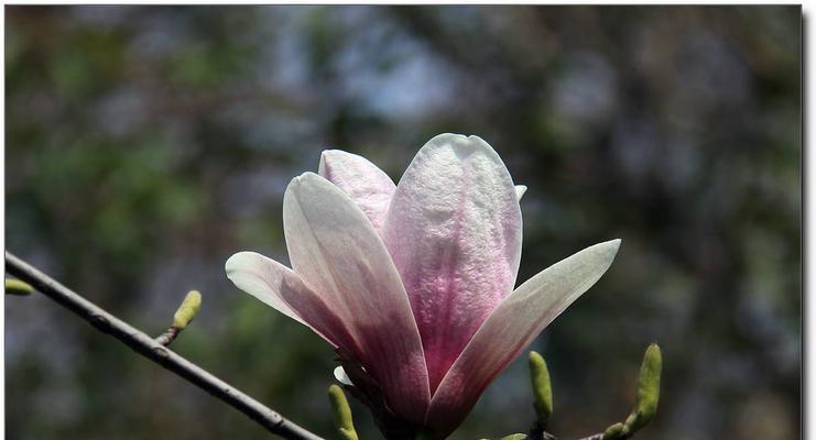 红玉兰花花语是什么？如何用红玉兰花表达情感？