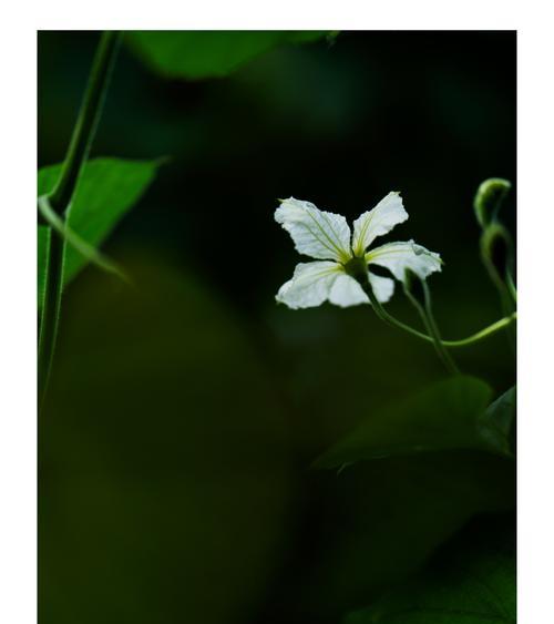 葫芦的寓意是什么？葫芦的象征意义有哪些常见问题？