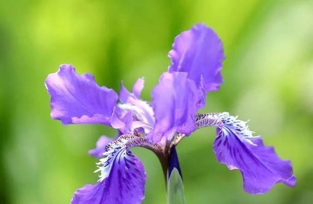 蝴蝶花的花语是什么？如何用蝴蝶花表达情感？