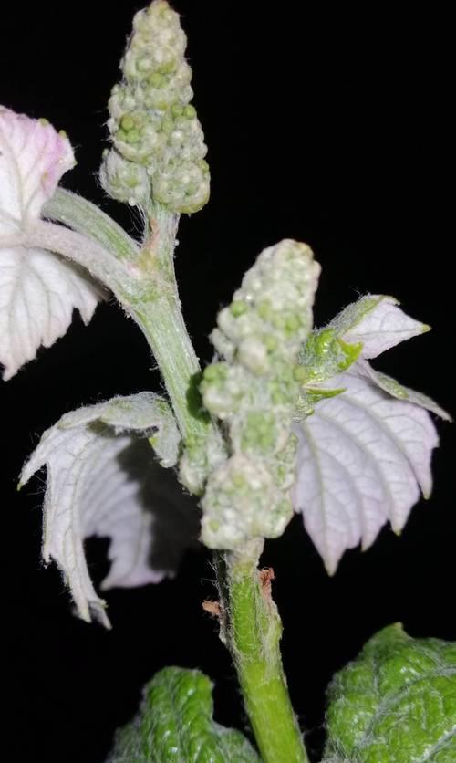 花芽分化代表什么意思？花芽分化过程中的常见问题有哪些？