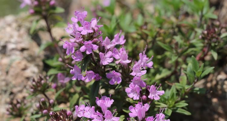 雁来红的花语是什么？如何解读雁来红的花语含义？